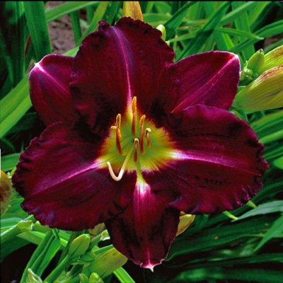 SUPER PURPLE