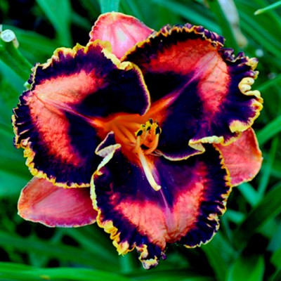GLOWING FLAME