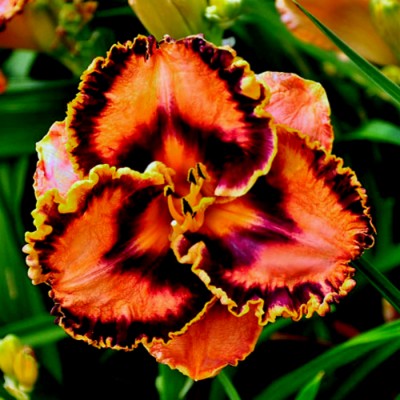 GLOWING FLAME