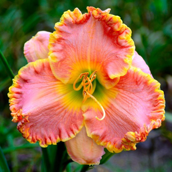 DAN’S PARADISE PINK