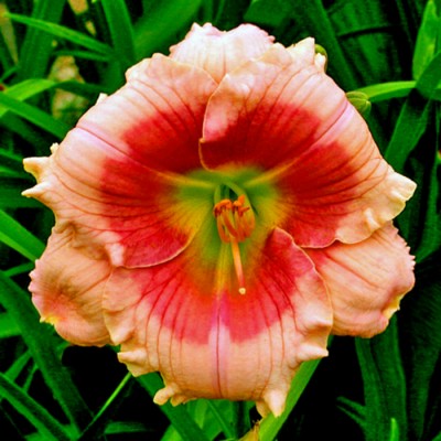 JANICE BROWN