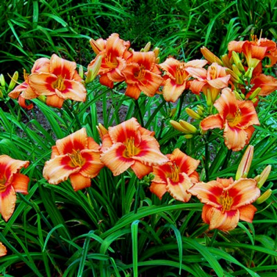 LEEBEA ORANGE CRUSH