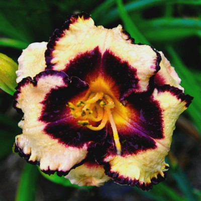 LICORICE CANDY
