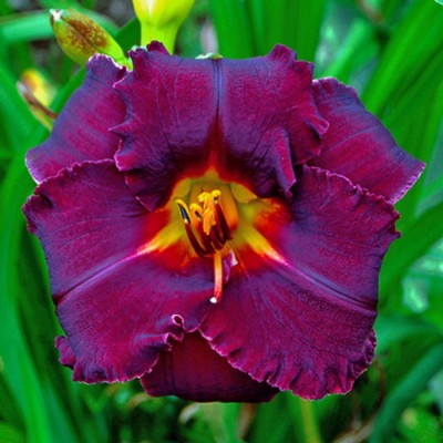 EBONY JEWEL