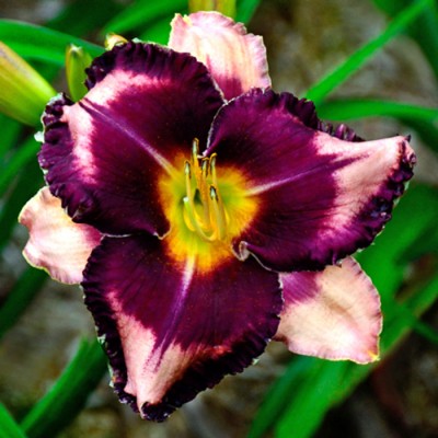 FABULOUS BLACK PEARL