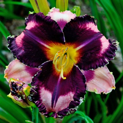 FABULOUS BLACK PEARL