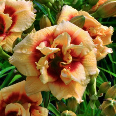 PENNY PINSLEY