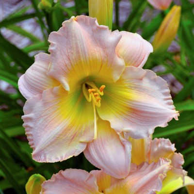 PASTEL CLASSIC