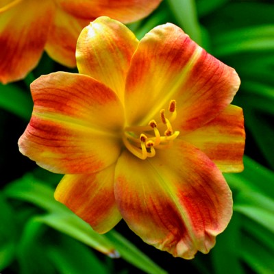 FAIRY FIRECRACKER