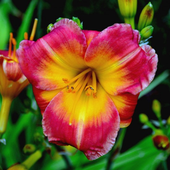 FAIRY FIRECRACKER