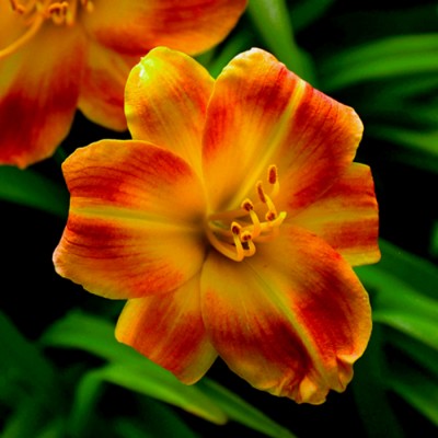 FAIRY FIRECRACKER