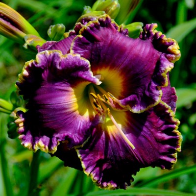 BEAUTÉ POURPRE