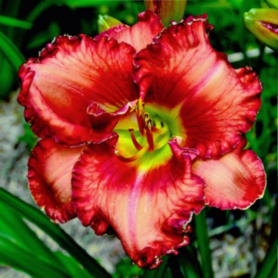 BROCADO ESCARLATA