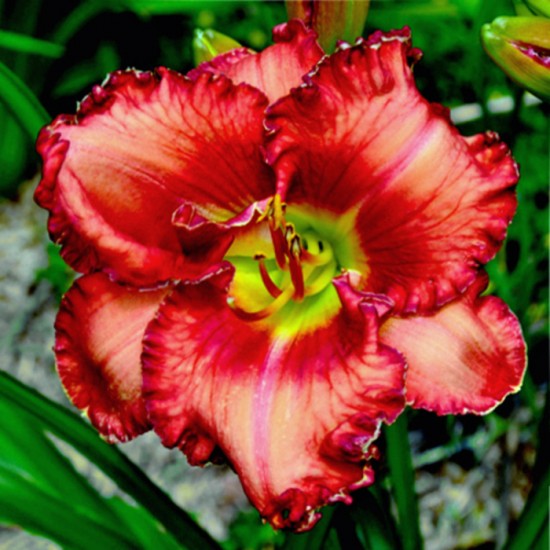 BROCADO ESCARLATA