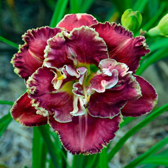 MACCHIA