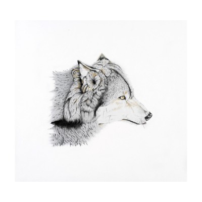 Oeuvre originale Loup gris (Canis lupus): Grey...