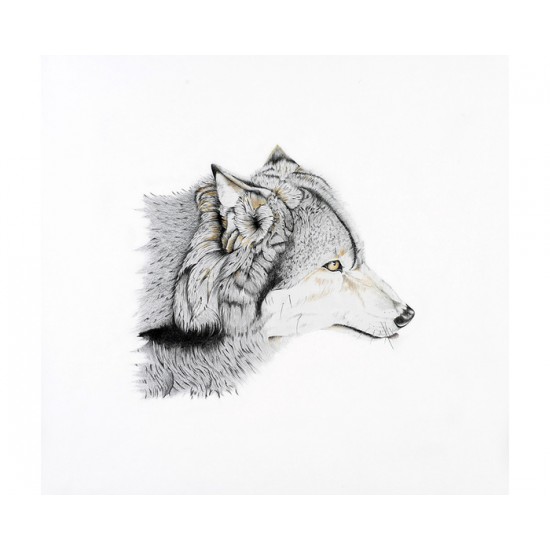 Loup gris (Canis lupus): Grey Wolf