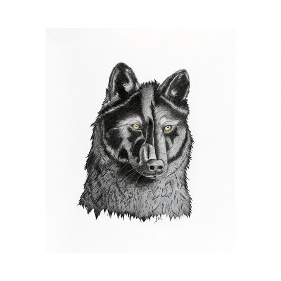 Oeuvre originale Loup noir (Canis lupus): Black Wolf