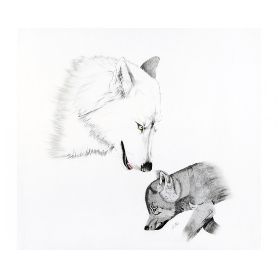 Loup arctique (Canis lupus arctos): Arctic Wolf