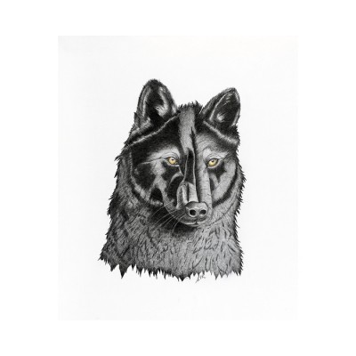 Loup noir (Canis lupus): Black Wolf