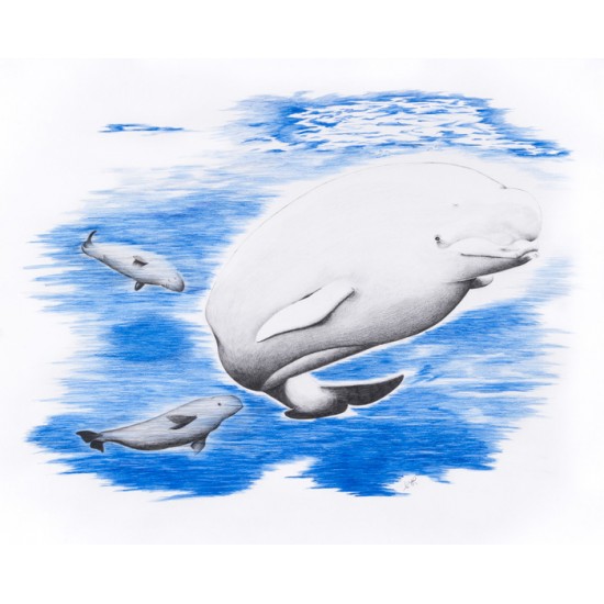 Oeuvre originale Béluga (Delphinapterus leucas) Beluga Whale