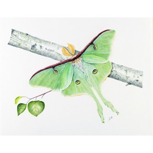 Papillon lune (Actias luna): Luna Moth