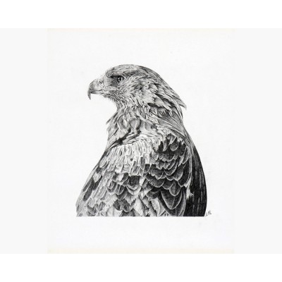 Oeuvre originale Aigle royal (Aquila chrysaetos):...