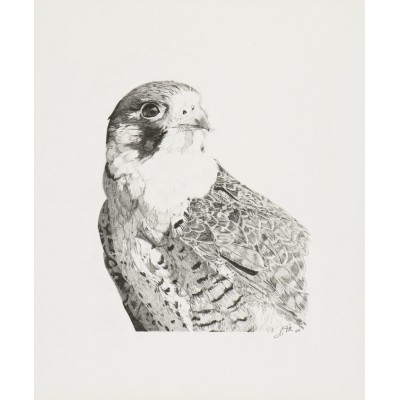 Faucon pèlerin (Falco peregrinus): Peregrine...