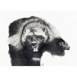 Oeuvre originale carcajou (Gulo gulo): Wolverine
