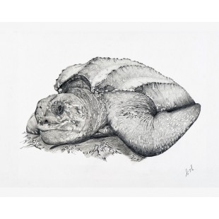 Oeuvre orignale Tortue luth (Dermochelys...