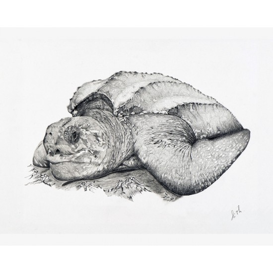 Oeuvre orignale Tortue luth (Dermochelys coriacea): Leatherback Sea Turtle