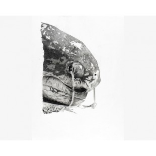 Tortue luth larmes de sel (Dermochelys coriacea):...