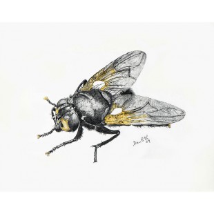 Mouche du midi (Mesembrina meridiana): Noonday Fly