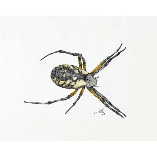 Oeuvre originale Araignée des jardins (Argiope aurantia): Writing Spider 