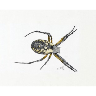 Araignée des jardins (Argiope aurantia): Writing...