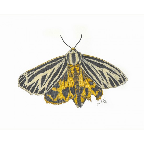 Apantèse vierge (Apantesis virgo): Virgin Tiger Moth 