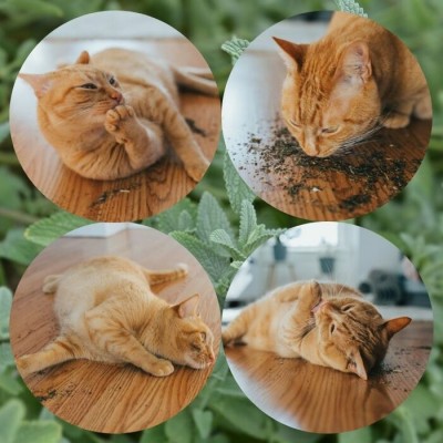 Herbe à chat séchée - 1 lb / 454 g
