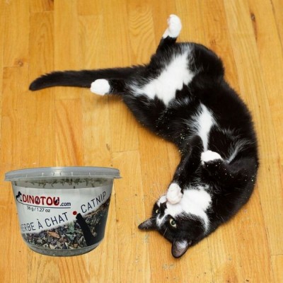 Herbe à chat séchée - contenant 1,27 oz / 36 g
