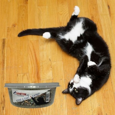 Herbe à chat séchée - contenant 0,75 oz / 21 g