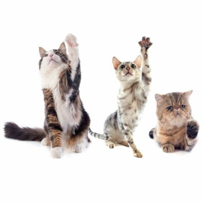 Canne à pêche pour chat avec 2 souris - 25 cm (10")