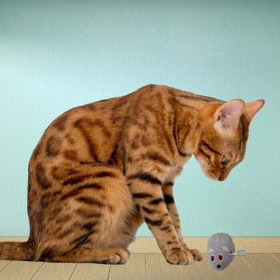 Souris mécanique - sac de 6