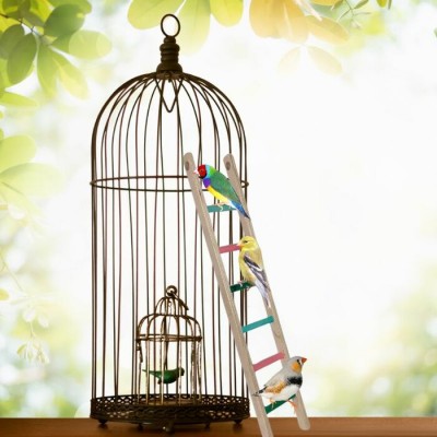 Échelle en bois pour oiseaux - 22"