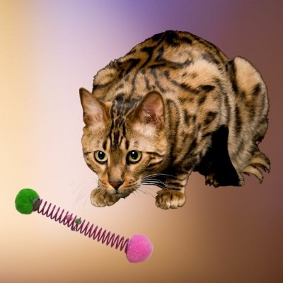 Jouet chenille pour chat