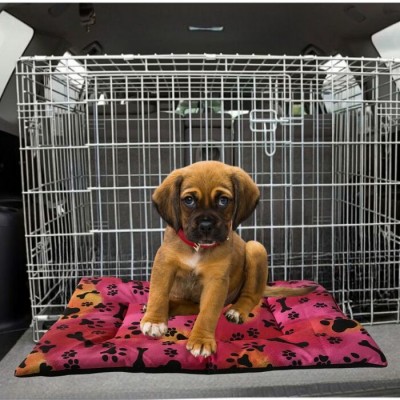 Coussin pour cage grillagée - Mini 12" x 17"