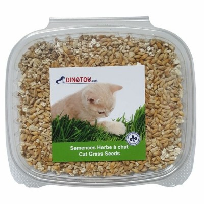 Herbe à chat (kit à cultiver)