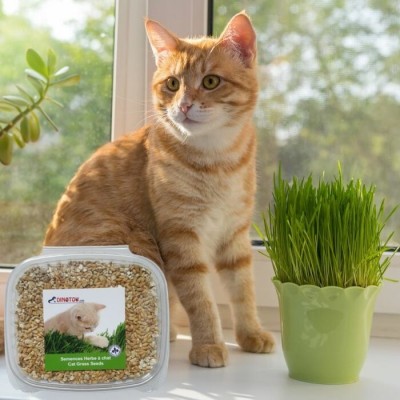 Herbe à chat (kit à cultiver)