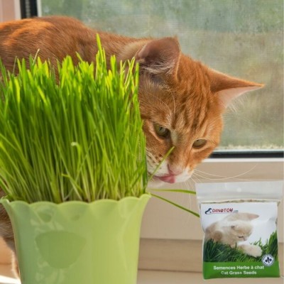 Graines à faire pousser de l'herbe digestive pour chat