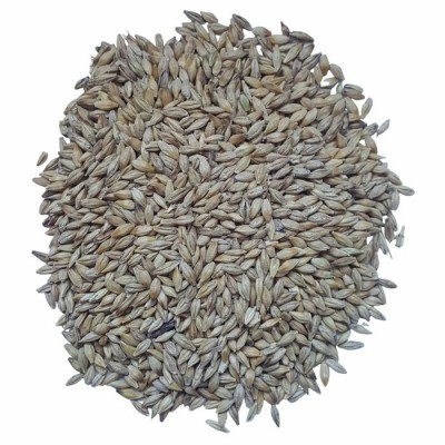 Graines à faire pousser de l'herbe digestive pour chat