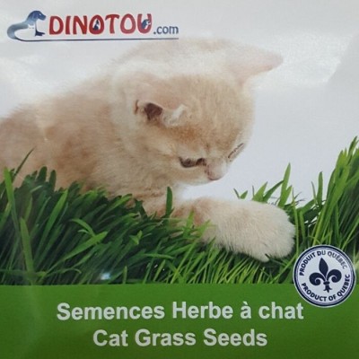 Graines à faire pousser de l'herbe digestive pour chat