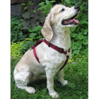 Harnais ajustable - 1'' pour chien - Choix de...